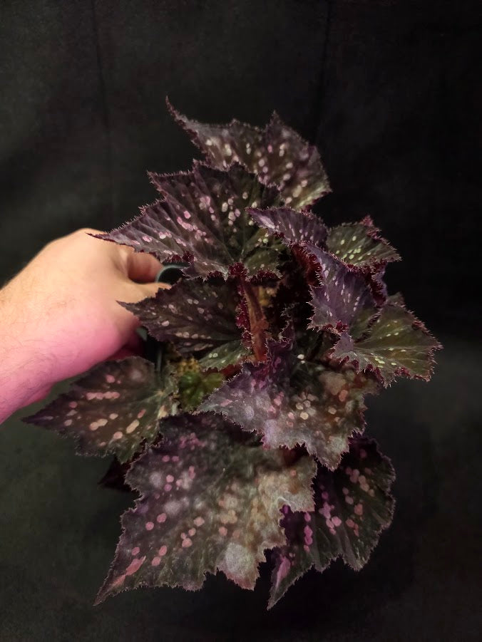 Begonia Rex Dino Black Sky #02