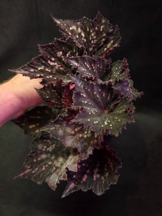 Begonia Rex Dino Black Sky #02
