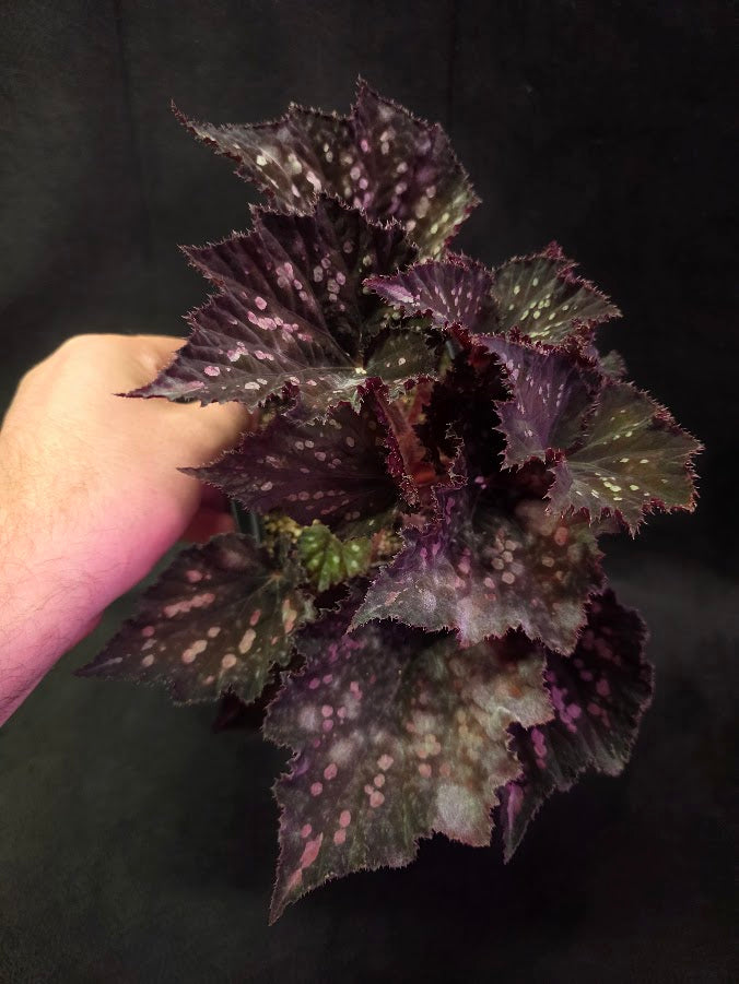 Begonia Rex Dino Black Sky #02