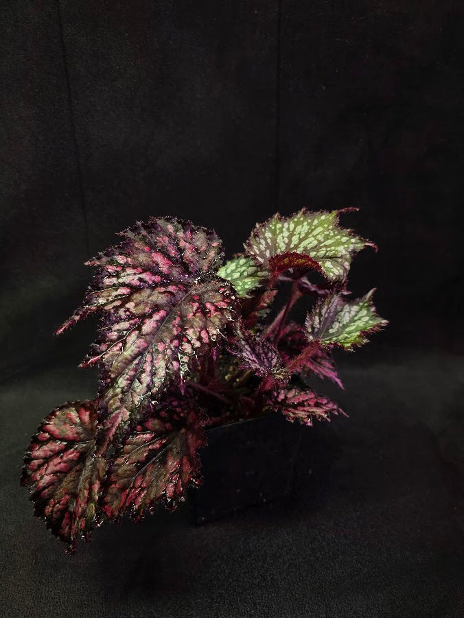 Begonia Jurassic Junior Fire Spike #01