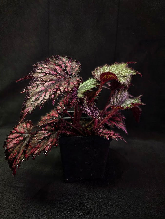 Begonia Jurassic Junior Fire Spike #01