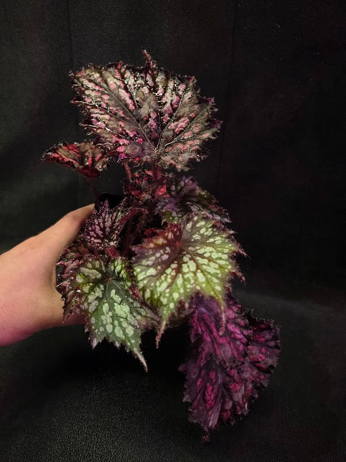 Begonia Jurassic Junior Fire Spike #01