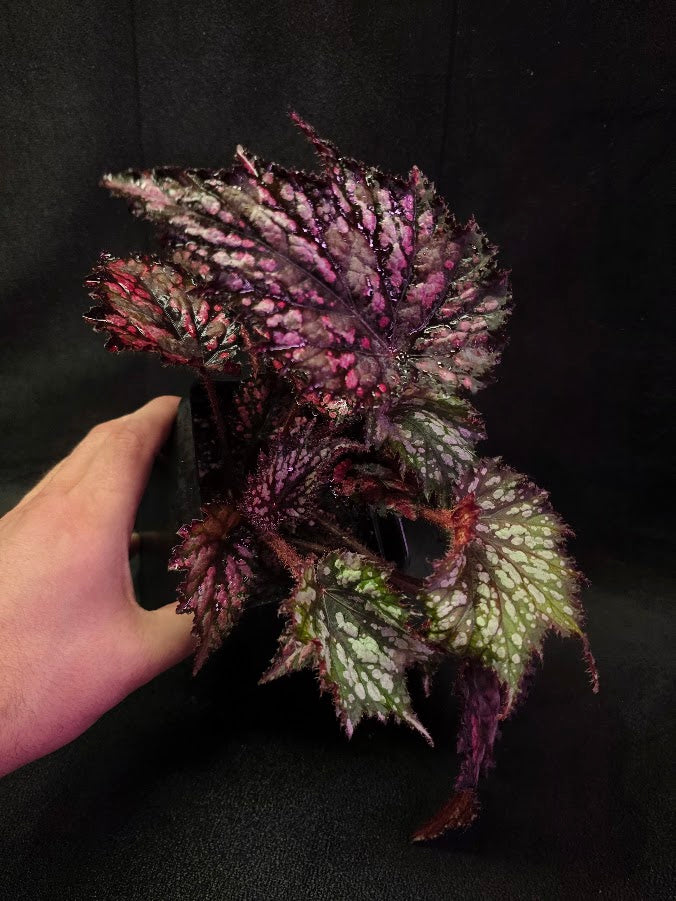 Begonia Jurassic Junior Fire Spike #01