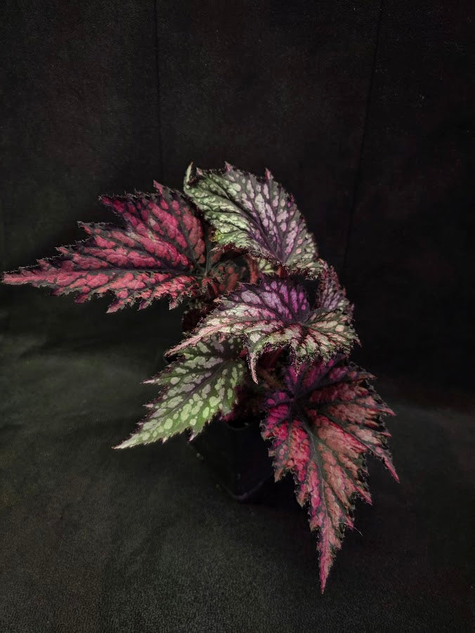 Begonia Jurassic Junior Fire Spike #02