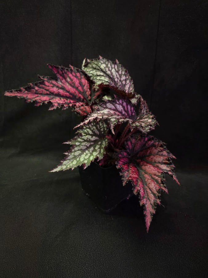 Begonia Jurassic Junior Fire Spike #02