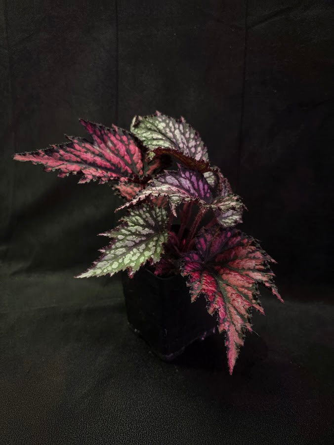 Begonia Jurassic Junior Fire Spike #02