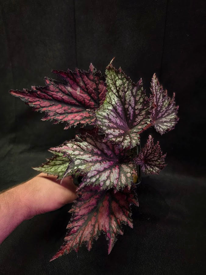 Begonia Jurassic Junior Fire Spike #02