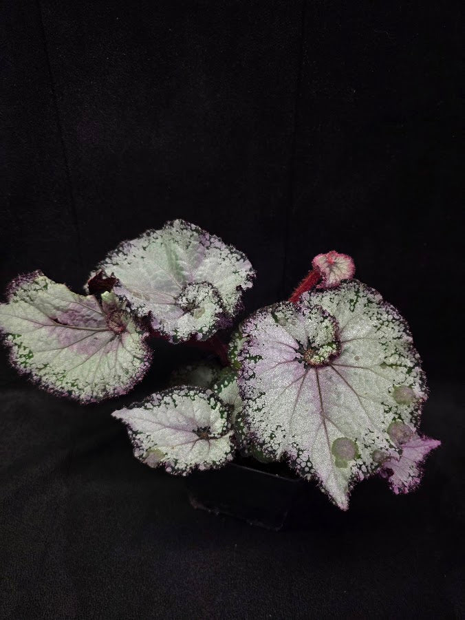 Begonia Rex Arctic Twist #01