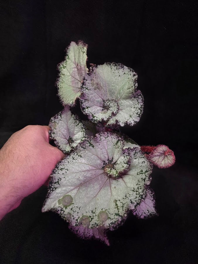 Begonia Rex Arctic Twist #01