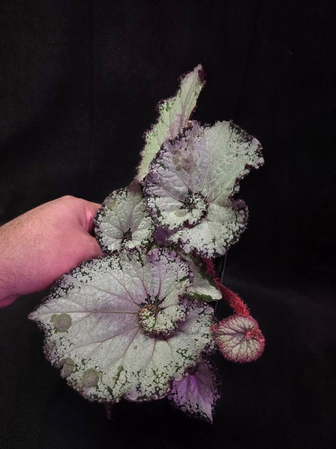 Begonia Rex Arctic Twist #01