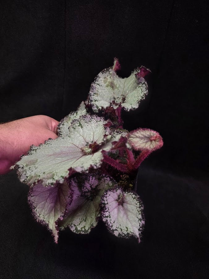 Begonia Rex Arctic Twist #01