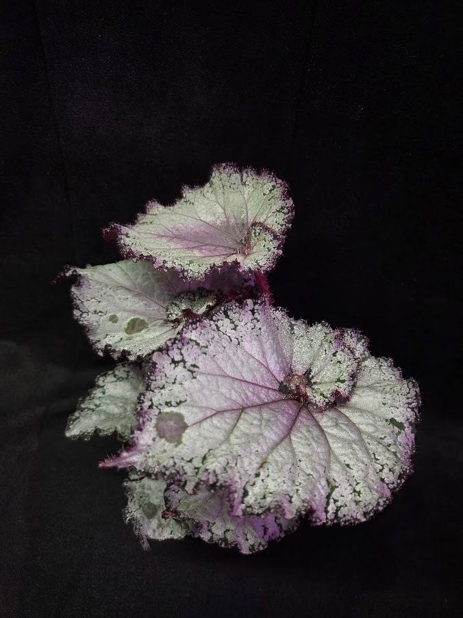 Begonia Rex Arctic Twist #02