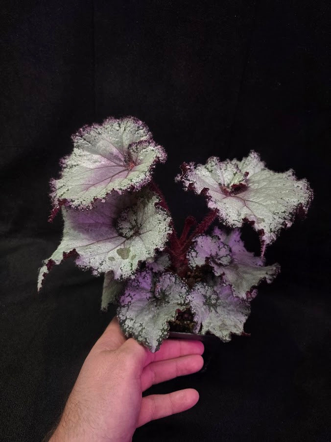 Begonia Rex Arctic Twist #02