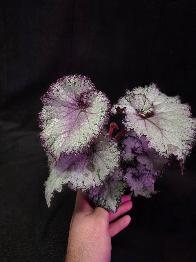 Begonia Rex Arctic Twist #02