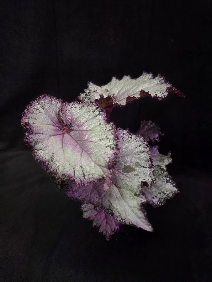Begonia Rex Arctic Twist #02