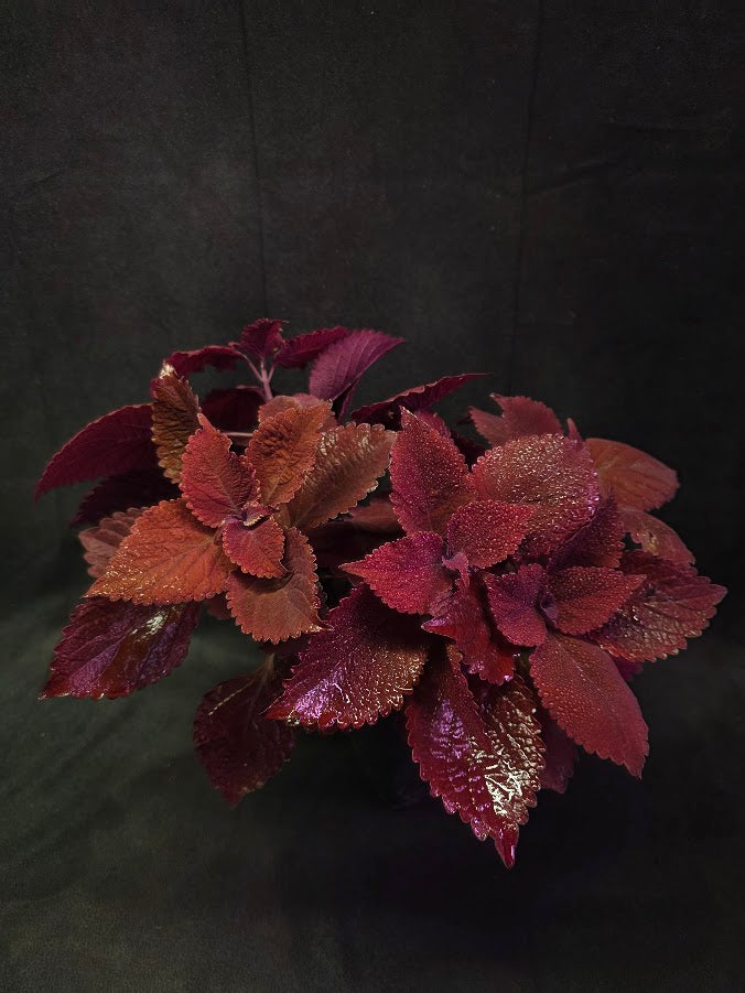 Coleus Main Street Beale Street #01