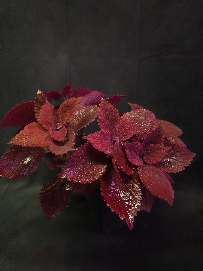 Coleus Main Street Beale Street #01