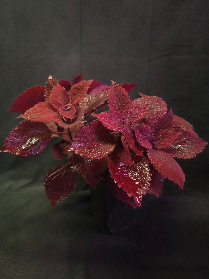 Coleus Main Street Beale Street #01