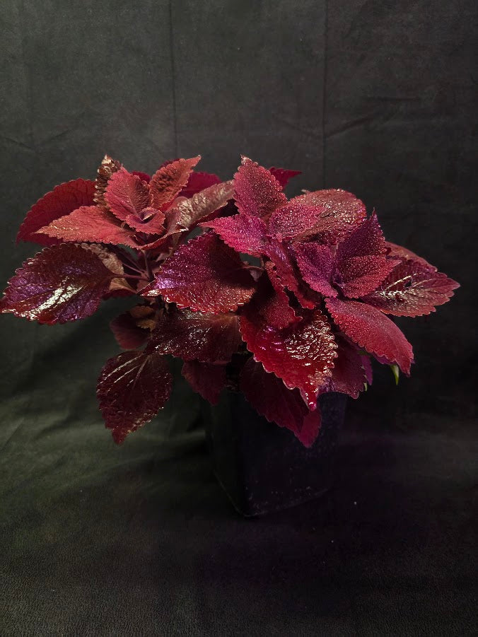 Coleus Main Street Beale Street #01
