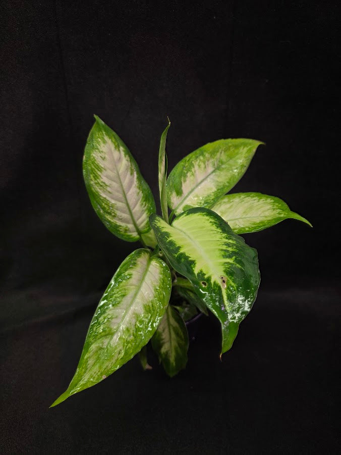 Dieffenbachia Compacta #01