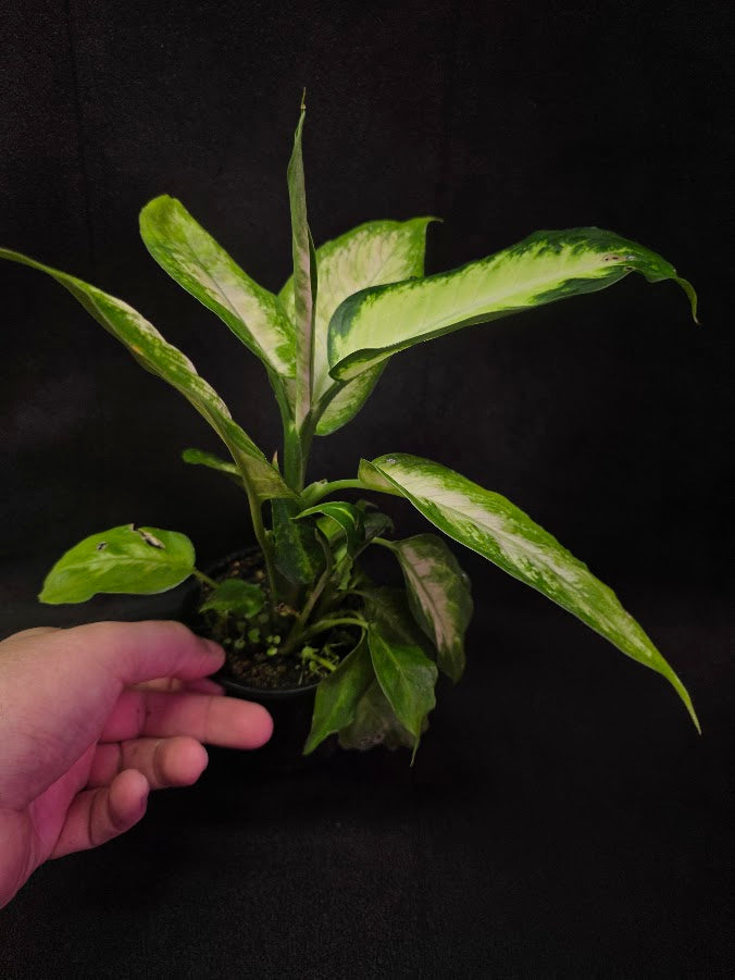 Dieffenbachia Compacta #01