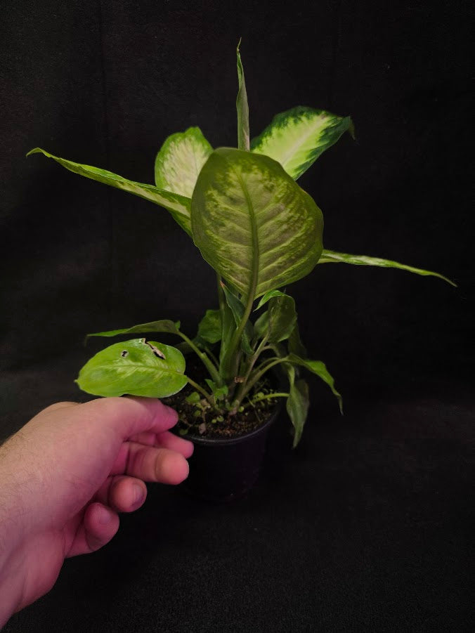 Dieffenbachia Compacta #01