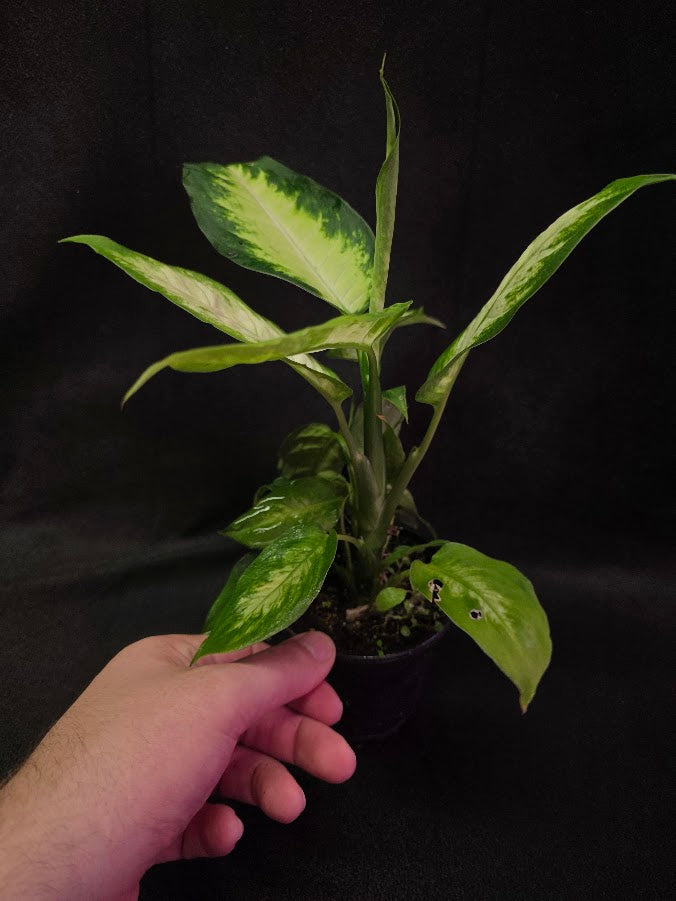 Dieffenbachia Compacta #01