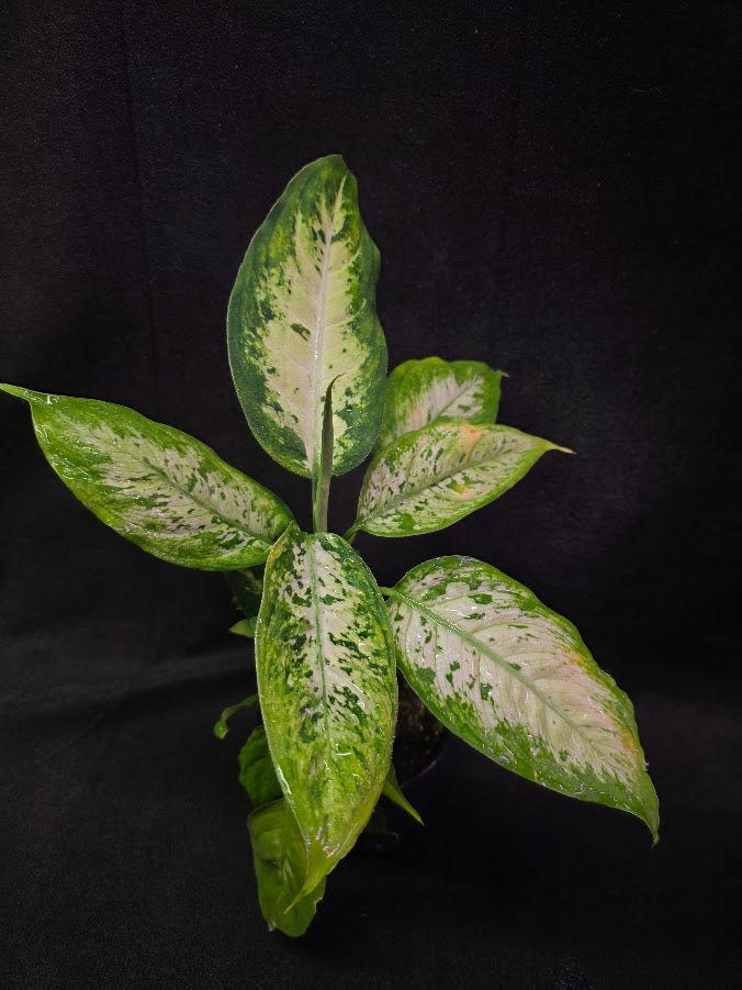 Dieffenbachia Compacta #02