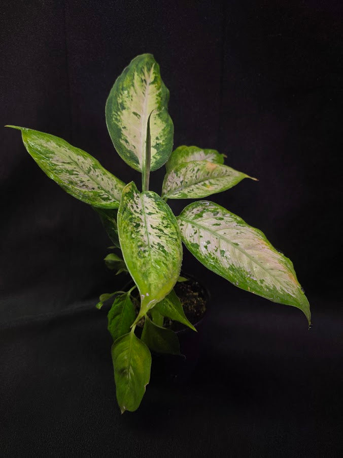 Dieffenbachia Compacta #02