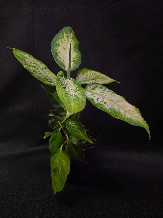 Dieffenbachia Compacta #02