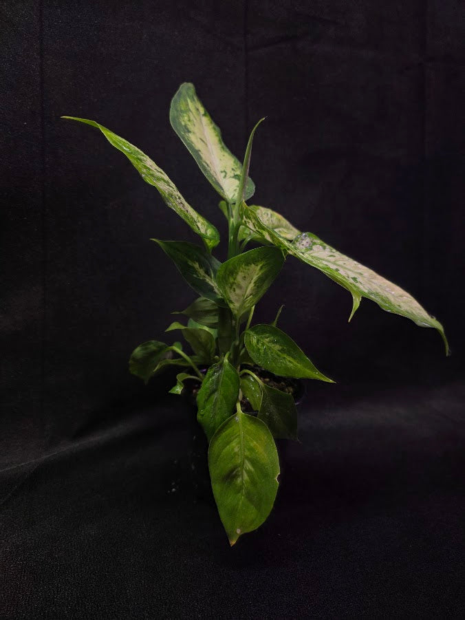 Dieffenbachia Compacta #02