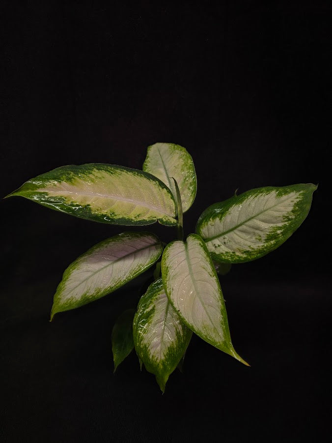 Dieffenbachia Compacta #03