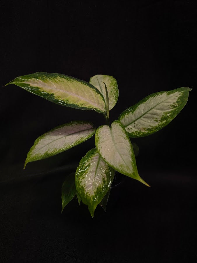 Dieffenbachia Compacta #03
