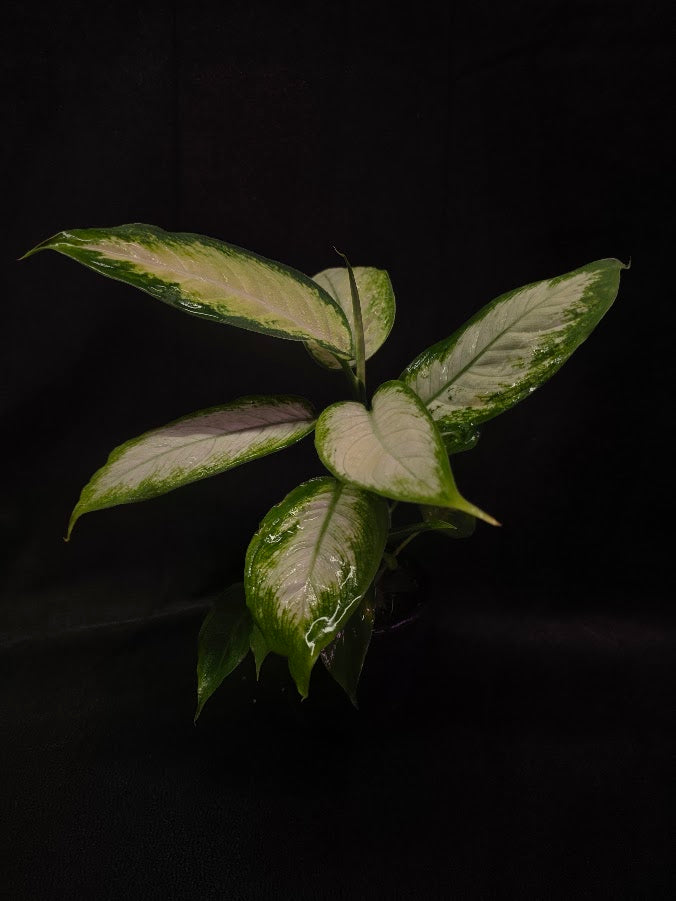 Dieffenbachia Compacta #03