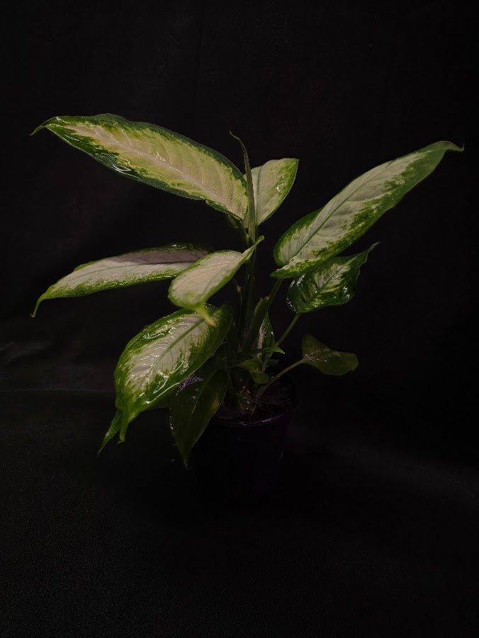 Dieffenbachia Compacta #03