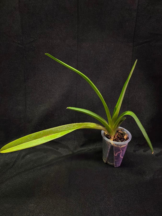 Phragmipedium Majestic Tresses (Fortuna X Giganteum) Inverse Crossing #01