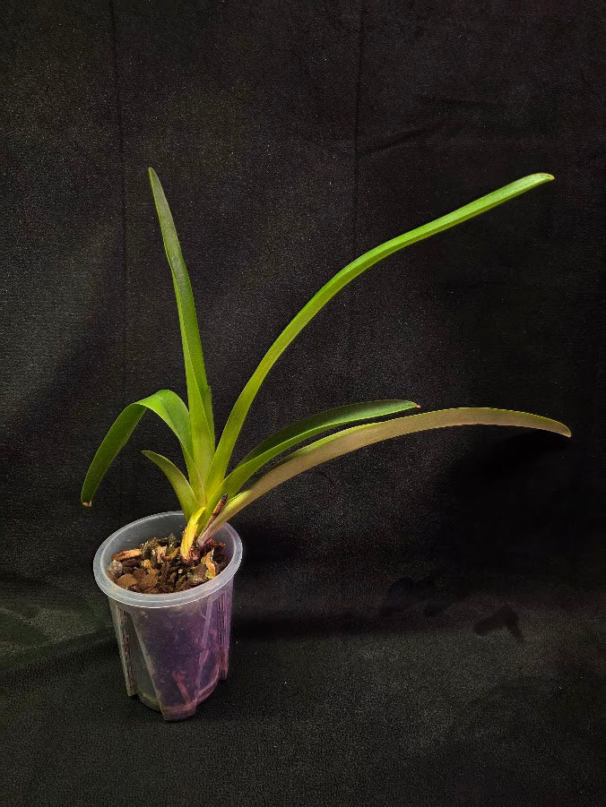 Phragmipedium Majestic Tresses (Fortuna X Giganteum) Inverse Crossing #01