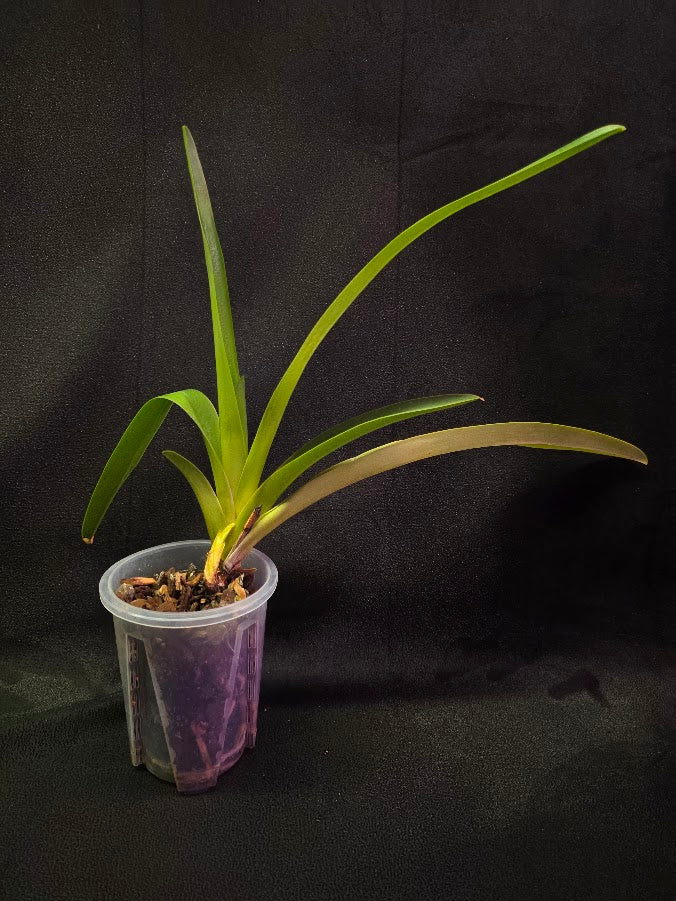 Phragmipedium Majestic Tresses (Fortuna X Giganteum) Inverse Crossing #01