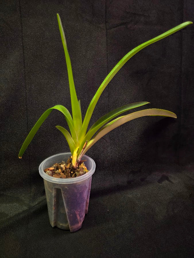 Phragmipedium Majestic Tresses (Fortuna X Giganteum) Inverse Crossing #01