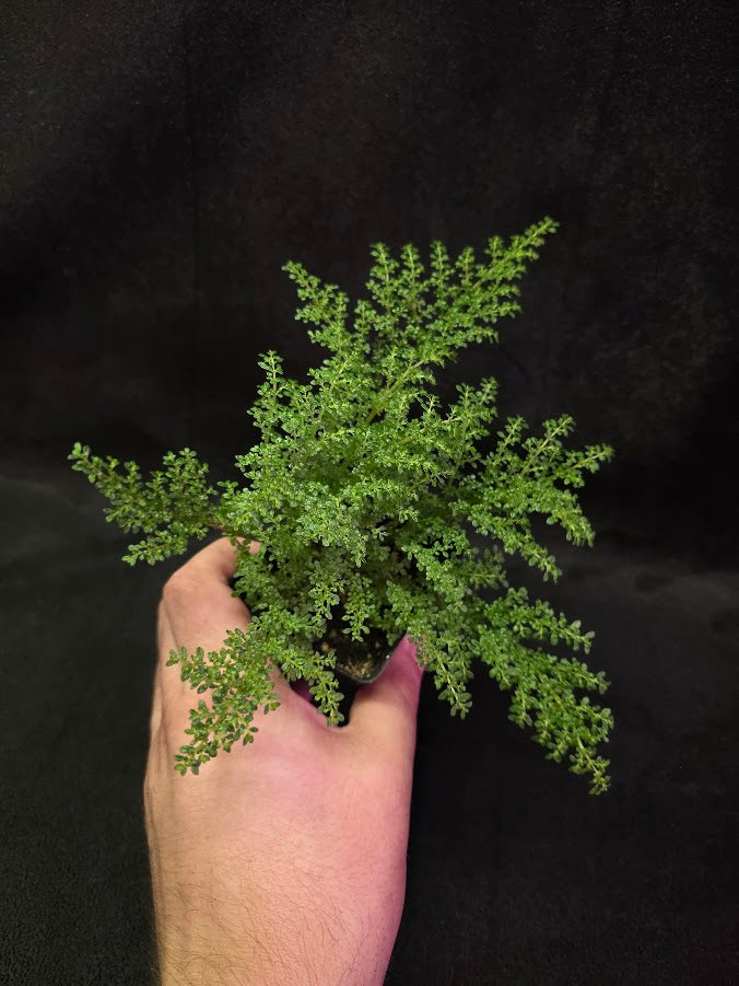Artillery Plant #01