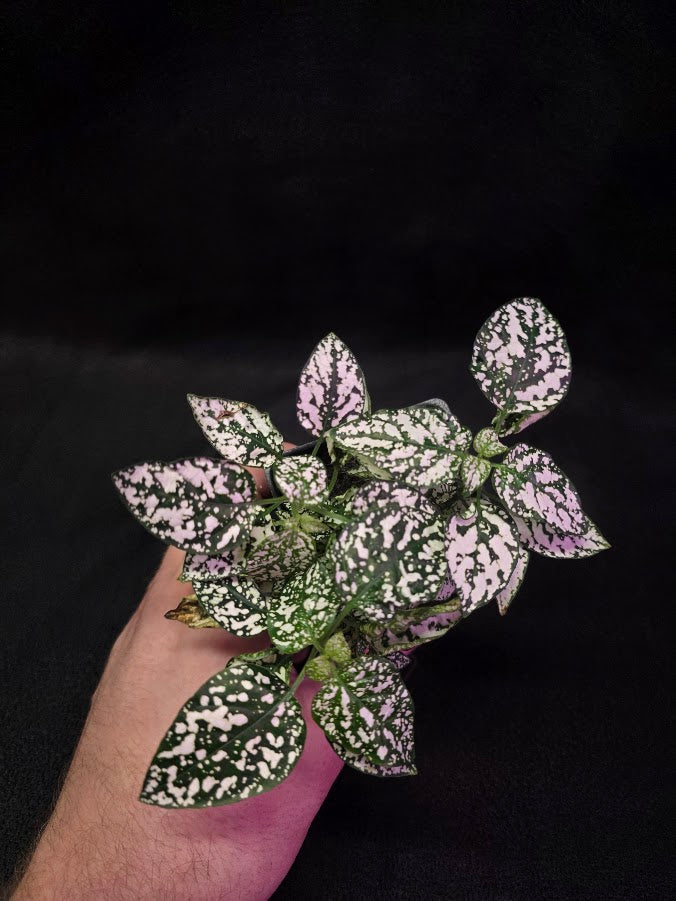 White Polka Dot #01