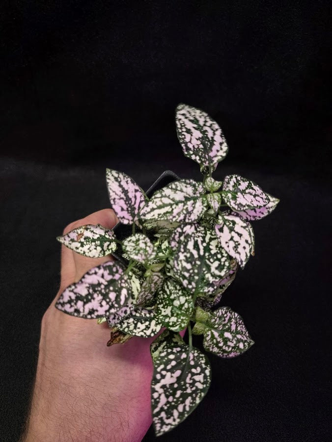 White Polka Dot #01