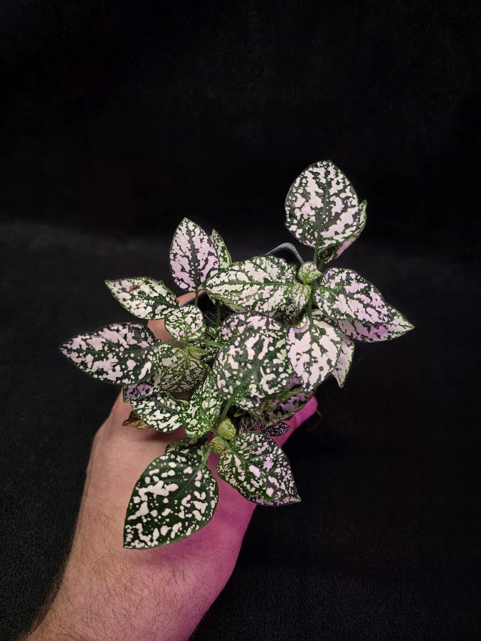 White Polka Dot #01