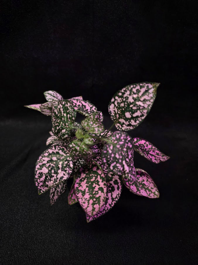 Pink Polka Dot #01