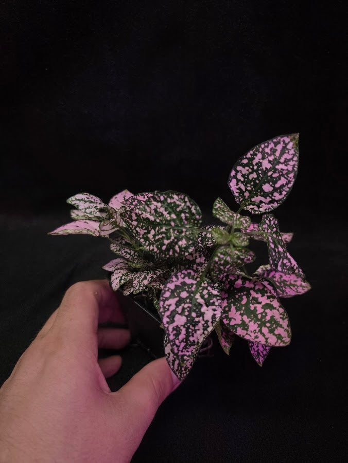 Pink Polka Dot #01