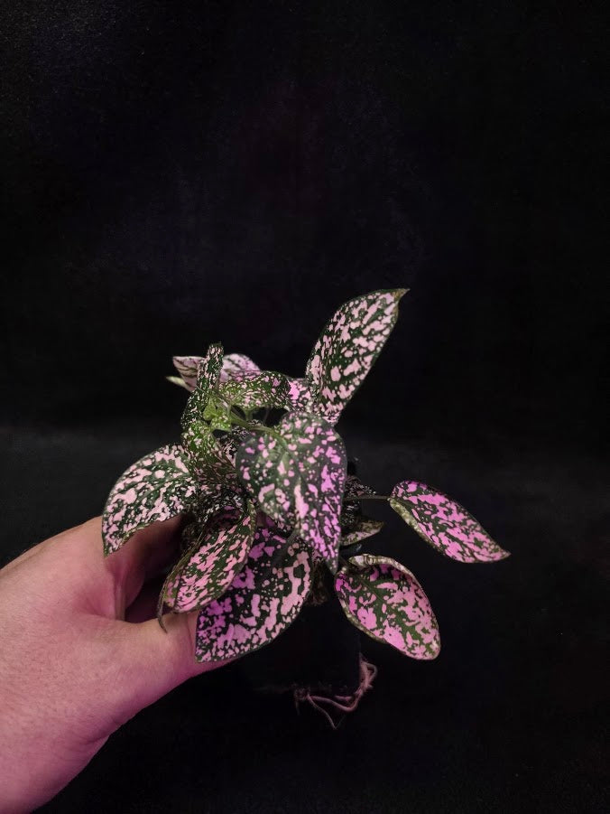 Pink Polka Dot #01