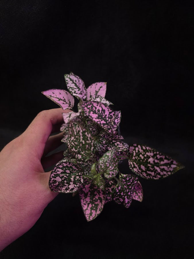 Pink Polka Dot #01