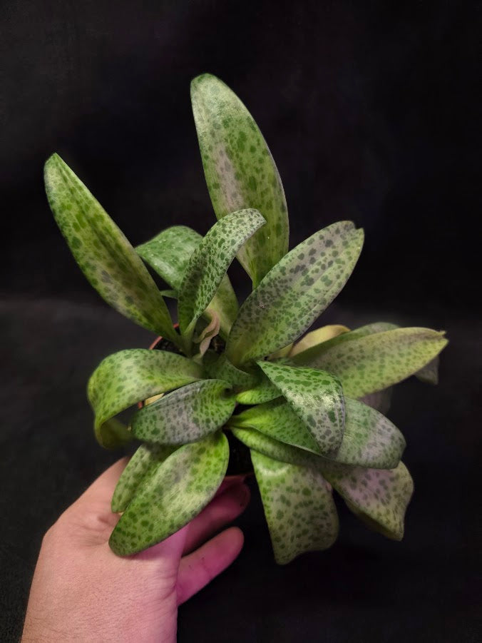 Resnova Humifusa #01