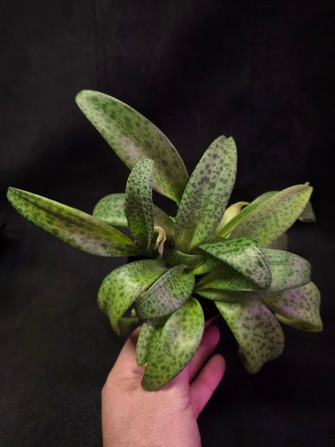 Resnova Humifusa #01