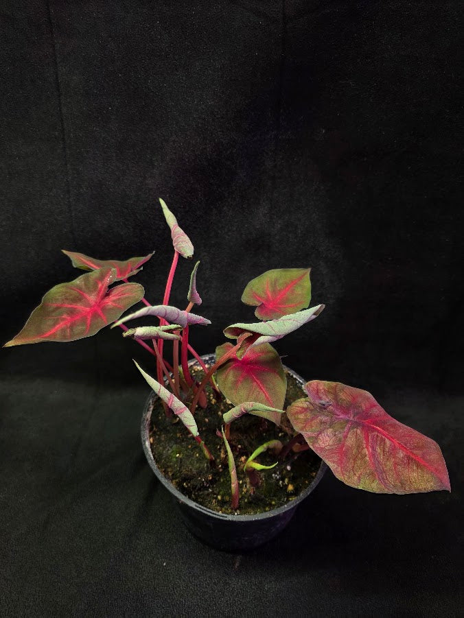 Caladium Hybrid Berries N Burgundy #01